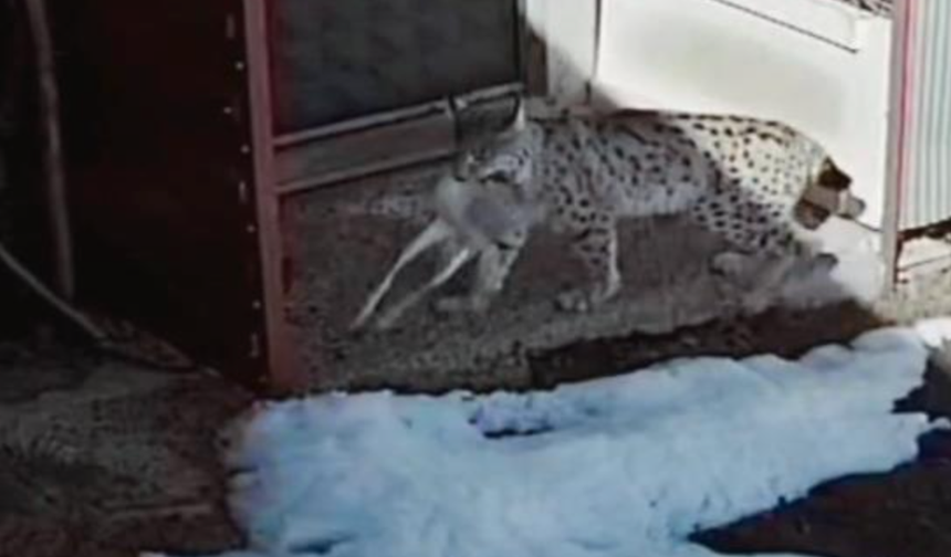 Bayburt'ta vaşağın tavşan avı kamerada