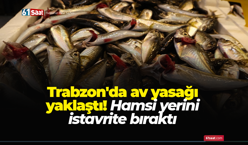 Trabzon'da av yasağı yaklaştı! Hamsi yerini istavrite bıraktı