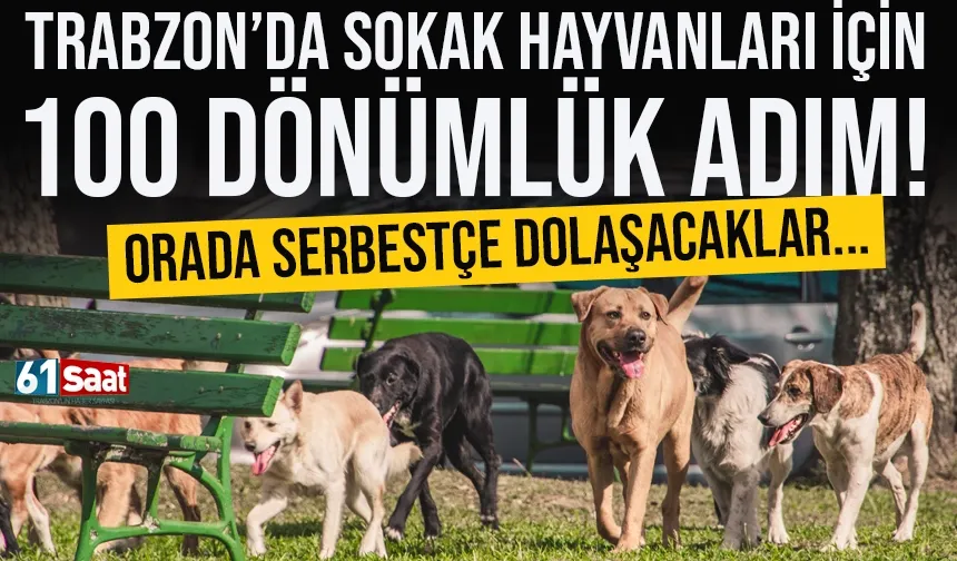 Trabzon'da sokak hayvanları için dev adım! Orada serbestçe dolaşacaklar...