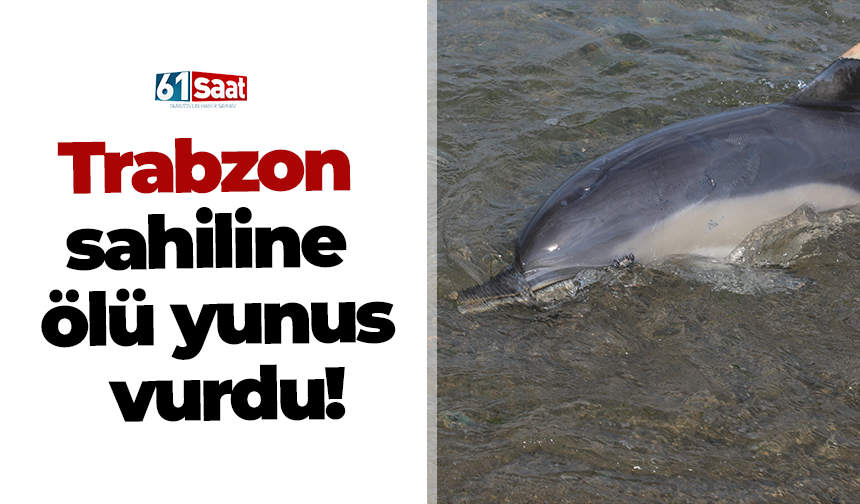 Trabzon sahiline ölü yunus vurdu!