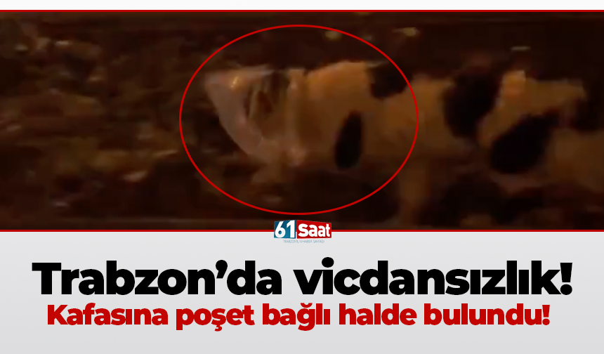 Trabzon’da vicdansızlık! Kafasına poşet bağlı halde bulundu
