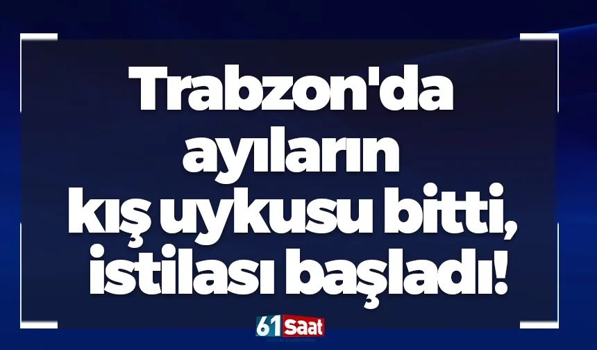Trabzon'da ayıların kış uykusu bitti, istilası başladı!