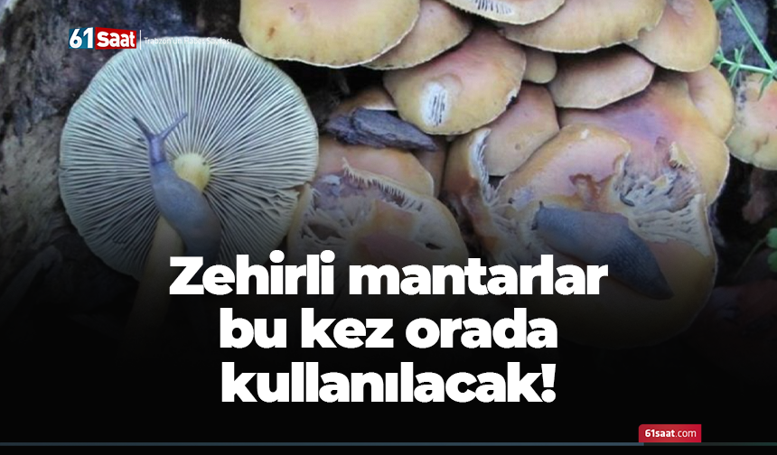 Zehirli mantarlar bu kez orada kullanılacak!