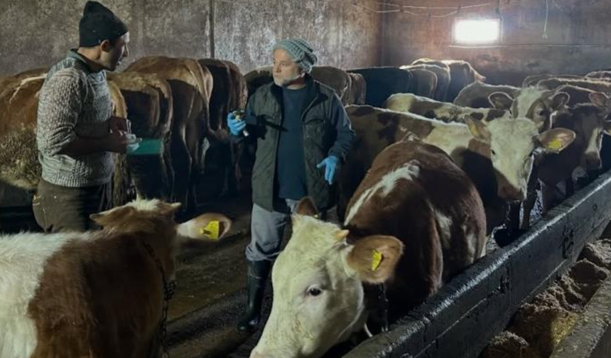 Aydıntepe'nin 23 köyünde ve 4 mahallesinde şap aşılama kampanyası tamamlandı