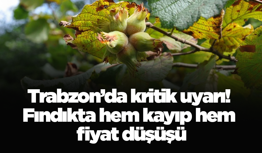 Trabzon’da kritik uyarı! Fındıkta hem kayıp hem fiyat düşüşü