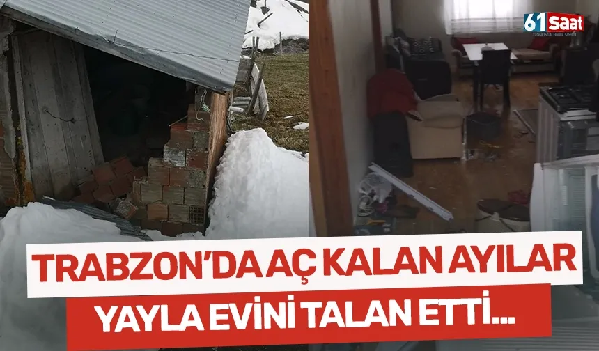 Trabzon'da aç kalan ayılar, pencereden girdiği yayla evini talan etti!