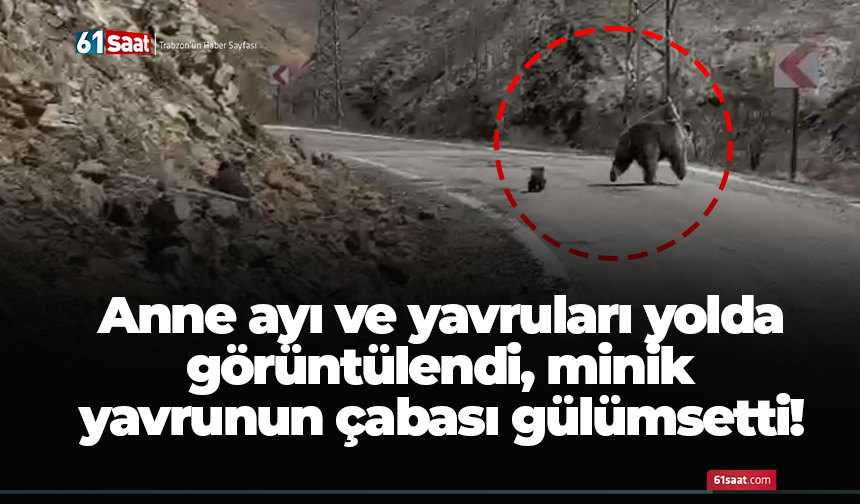 Anne ayı ve yavruları yolda görüntülendi, minik yavrunun çabası gülümsetti!
