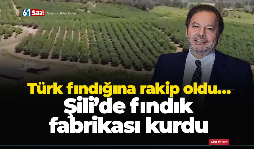 Türk fındığına rakip oldu… Şili’de fındık fabrikası kurdu