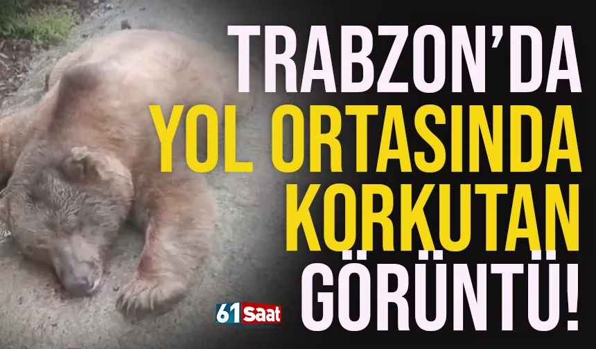 Trabzon'da yol ortasında vatandaşları korkutan görüntü...