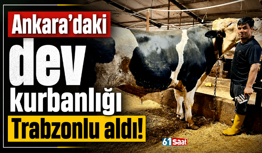 Ankara’daki dev kurbanlığı Trabzonlu aldı!