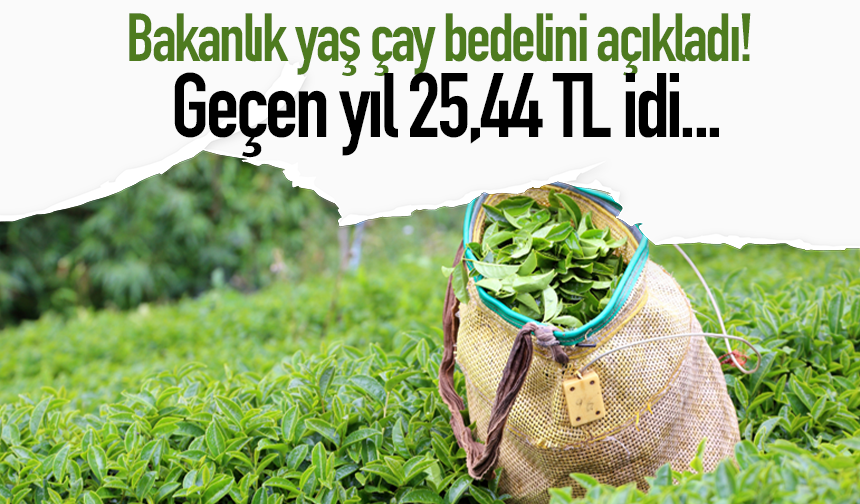 Bakanlık yaş çay bedelini açıkladı! Geçen yıl 25,44 TL idi…