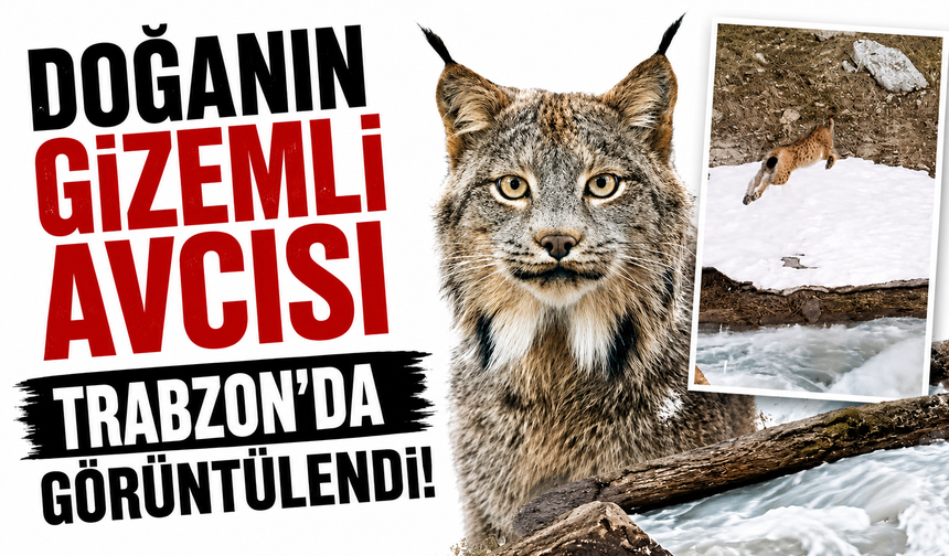 Doğanın gizemli avcısı Trabzon'da görüntülendi!