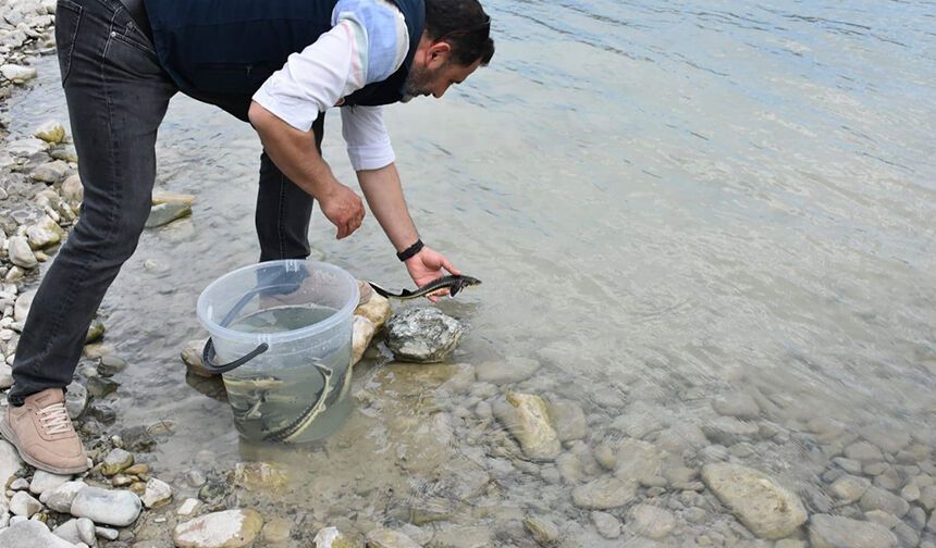 Sinop'ta 2 bin adet mersin balığı denize bırakıldı