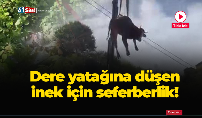 Dere yatağına düşen inek için seferberlik!