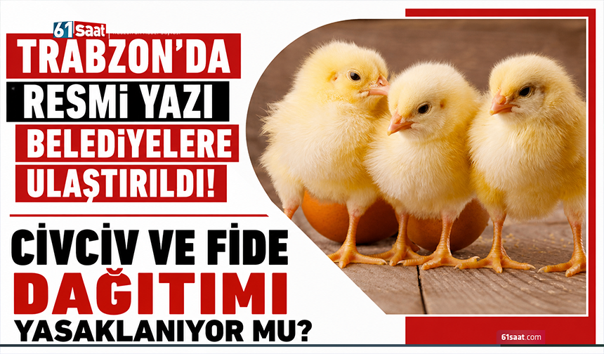 Trabzon’da resmi yazı belediyelere ulaştırıldı! Civciv ve fide dağıtımı yasaklanıyor mu?