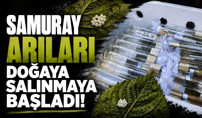 Samuray arıları doğaya salınmaya başladı!
