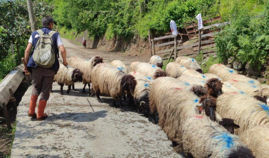 Giresun’da yayla göçü başladı