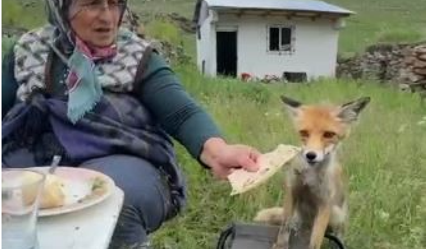 Yaylada Sedriye ninenin sofrasına oturan tilki ekmeği yemedi