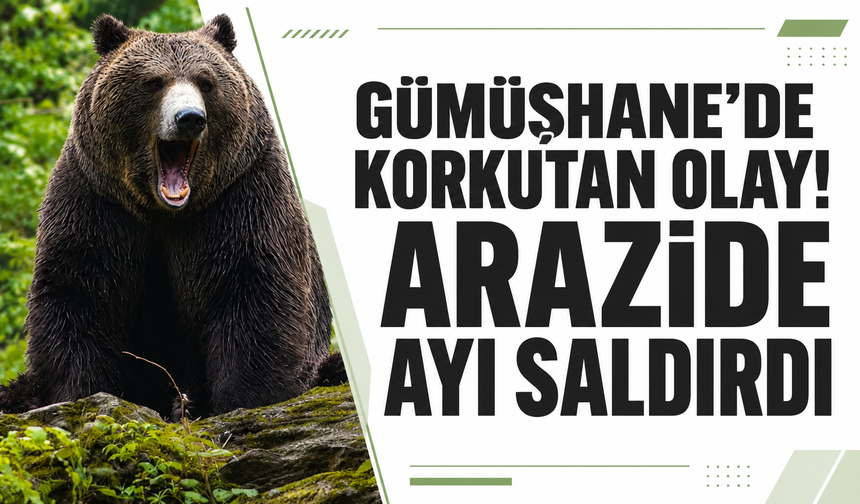 Gümüşhane'de korkutan olay! Arazide ayı saldırdı