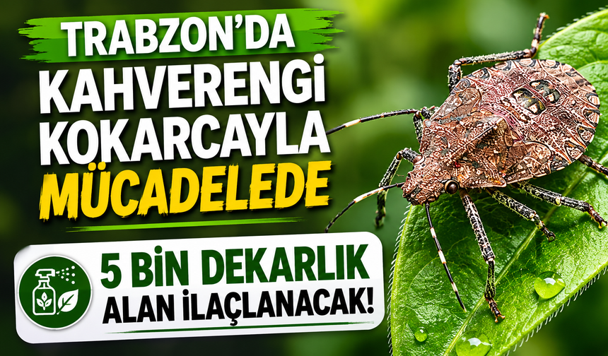 Trabzon'da kahverengi kokarcayla mücadelede 5 bin dekarlık alan ilaçlanacak