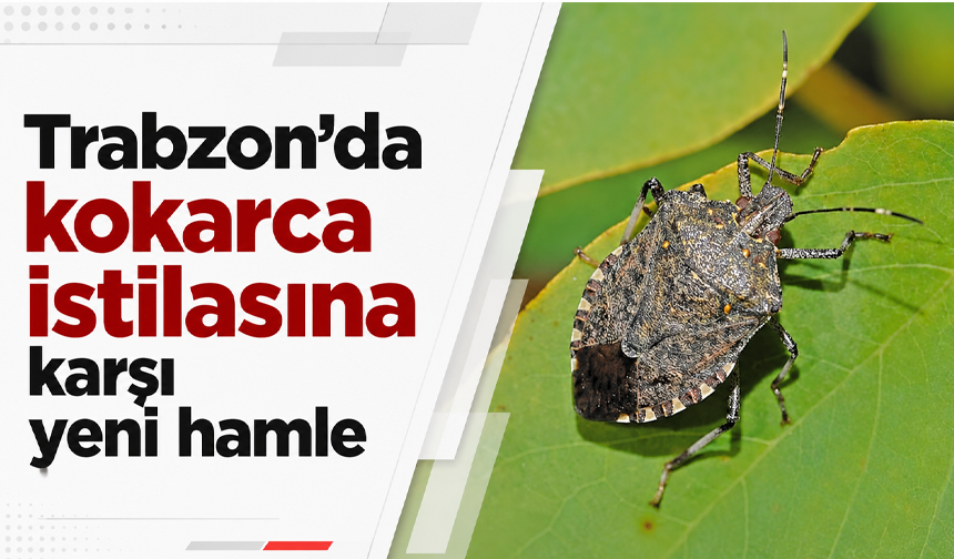 Trabzon’da kokarca istilasına karşı yeni hamle