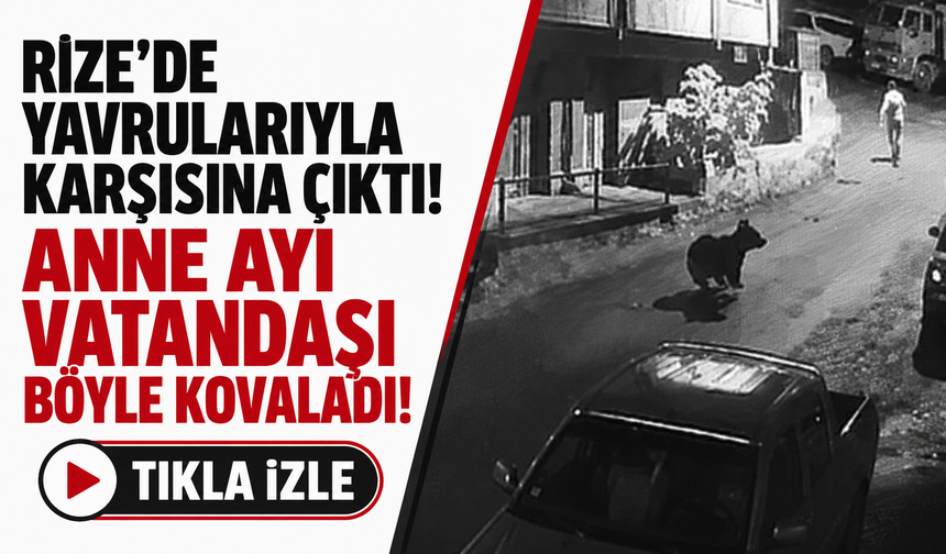 Rize’de yavrularıyla karşısına çıktı! Anne ayı vatandaşı böyle kovaladı