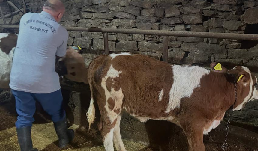 Aydıntepe'de 6 köyde daha buzağı küpeleme ve aşılama çalışmaları tamamlandı