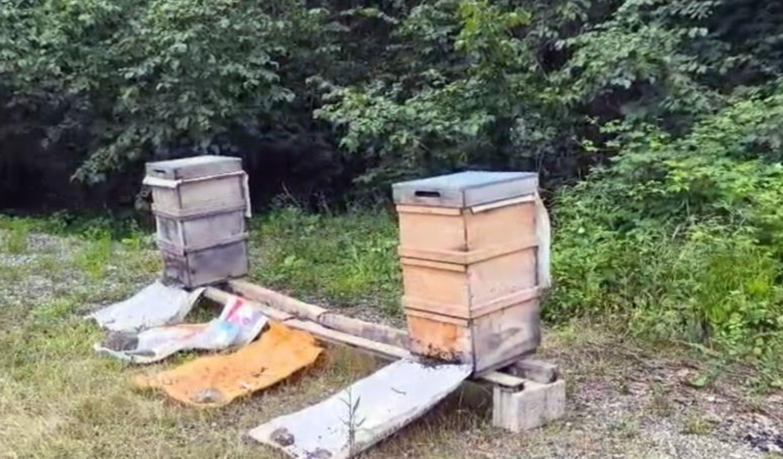 Bilinçsiz ilaçlama arılara zarar veriyor