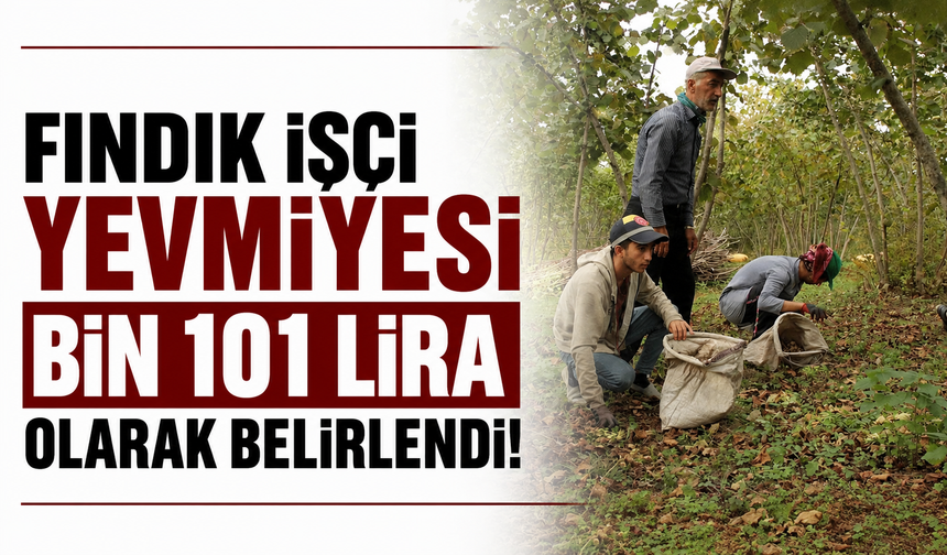 Fındık işçi yevmiyesi bin 101 lira olarak belirlendi