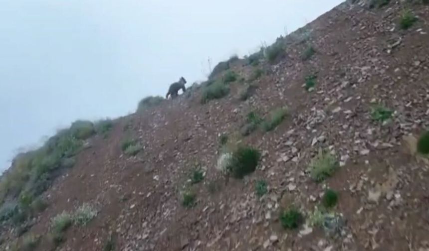 Artvin’de dronu fark eden ayı hızla kaçtı