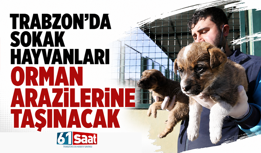 Trabzon’da sokak hayvanları orman arazilerine taşınacak