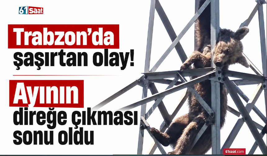 Trabzon’da şaşırtan olay! Ayının direğe çıkması sonu oldu